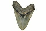 Fossil Megalodon Tooth - Huge NC Meg #328308-2